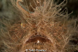 Bad Hair day. Hairy Frogfish by Todd Moseley 